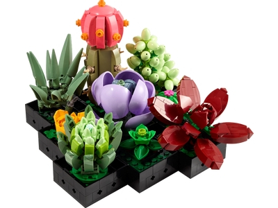Plante Suculente