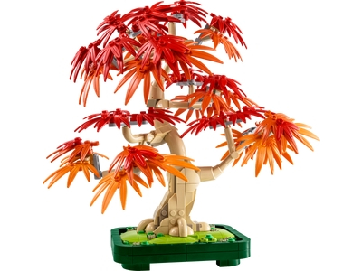 Bonsai de arțar japonez roșu